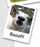 Baaah!